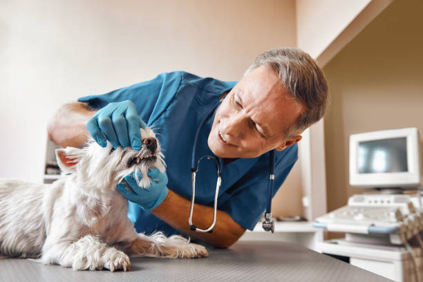 Best Emergency Dental Care for Sports Injuries in South Bay, FL